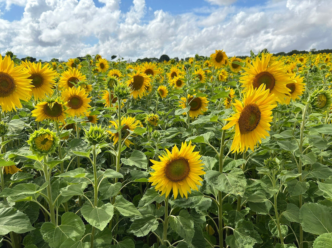 Writtle Sunflowers-切姆斯福德必去景点