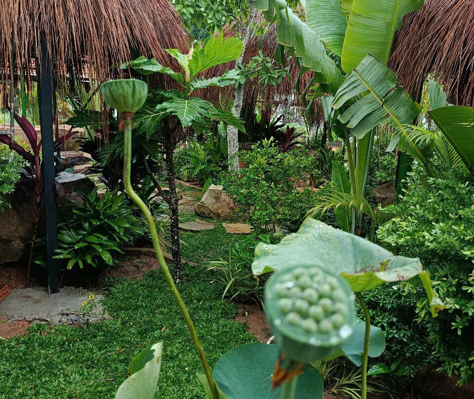 Herbal Village Limited Company