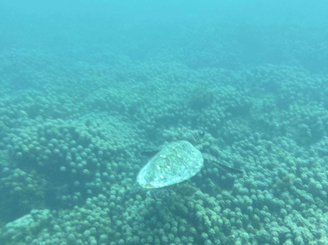 Giant Clam Sanctuary-Savaia必去景点