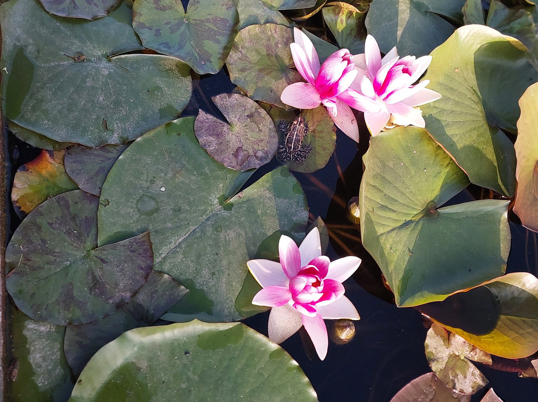 Dushanbe Zoological Park-杜尚别必去景点