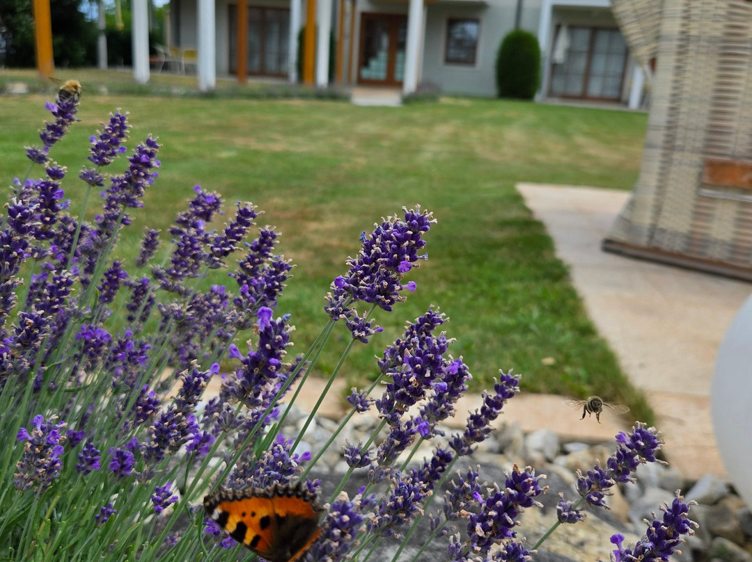 Sportpension Aichholzer主图