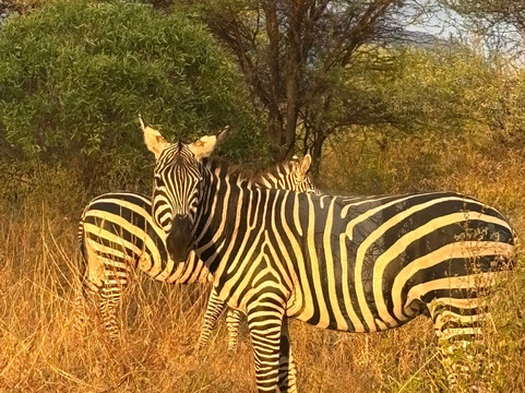 Netherken Safaris & Tours-蒙巴萨必去景点