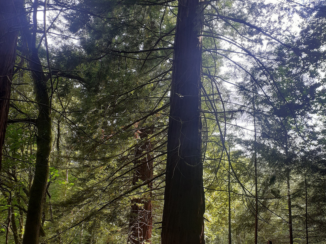 Redwood Forest-Cabezon de la Sal必去景点