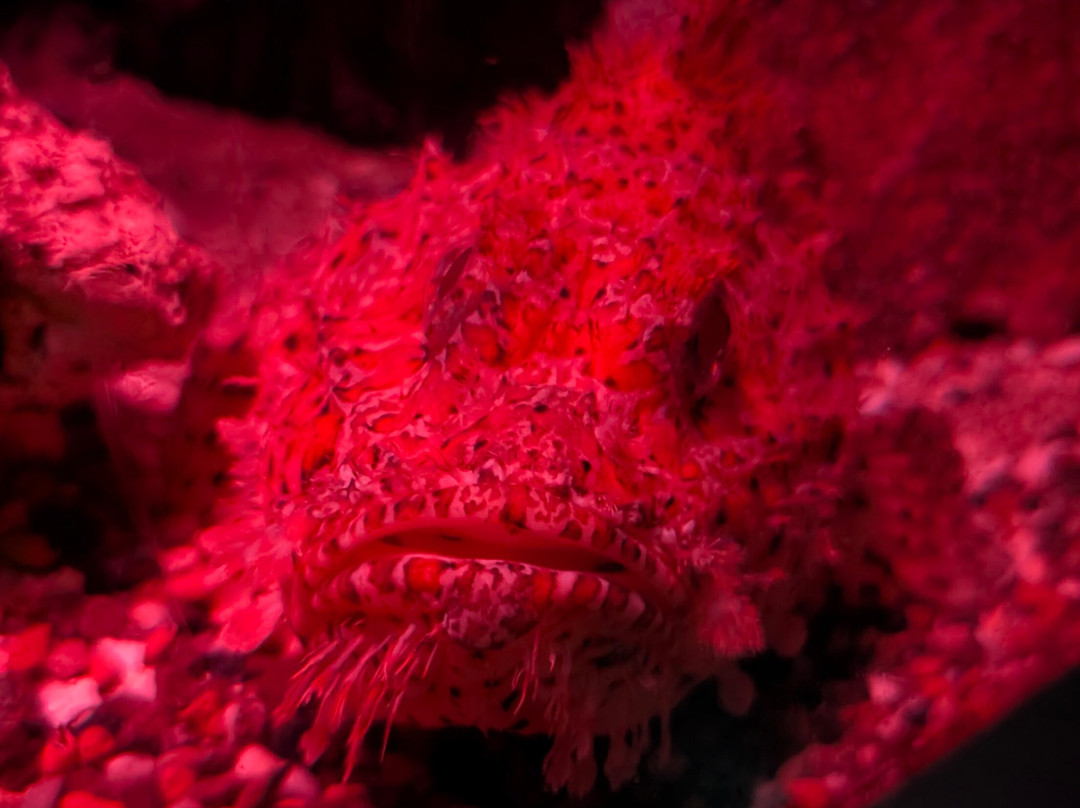 SEA LIFE Timmendorfer Strand-蒂门多佛海滩必去景点