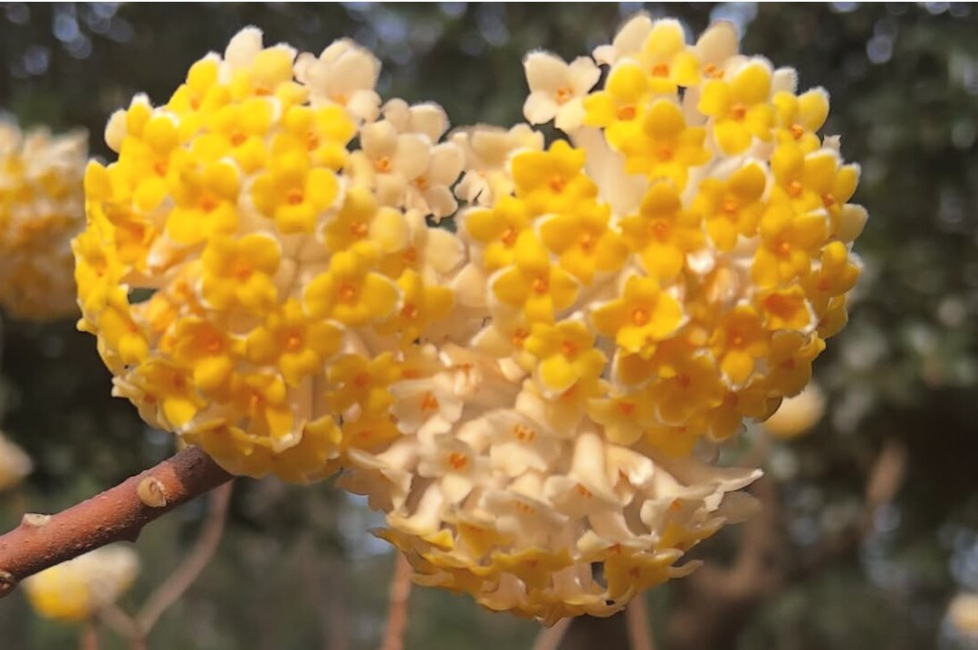 Hatcher Garden and Woodland Preserve-斯帕坦堡必去景点