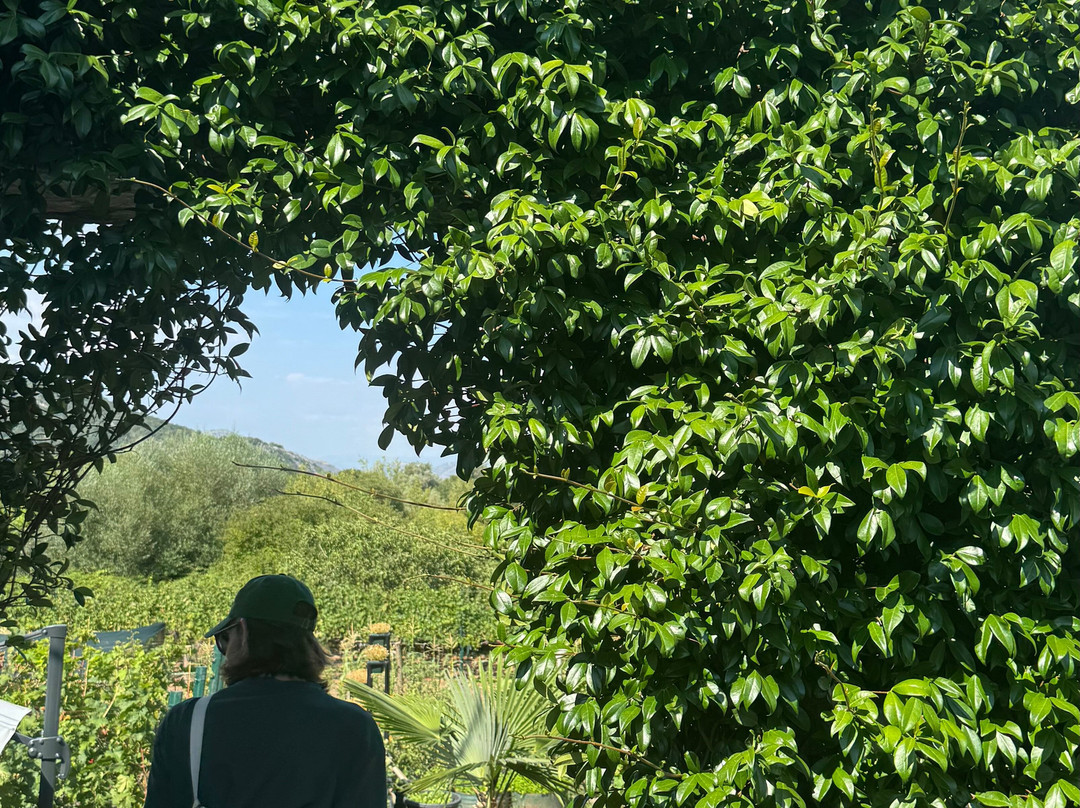 Winery TRADICIJA-Godinje必去景点