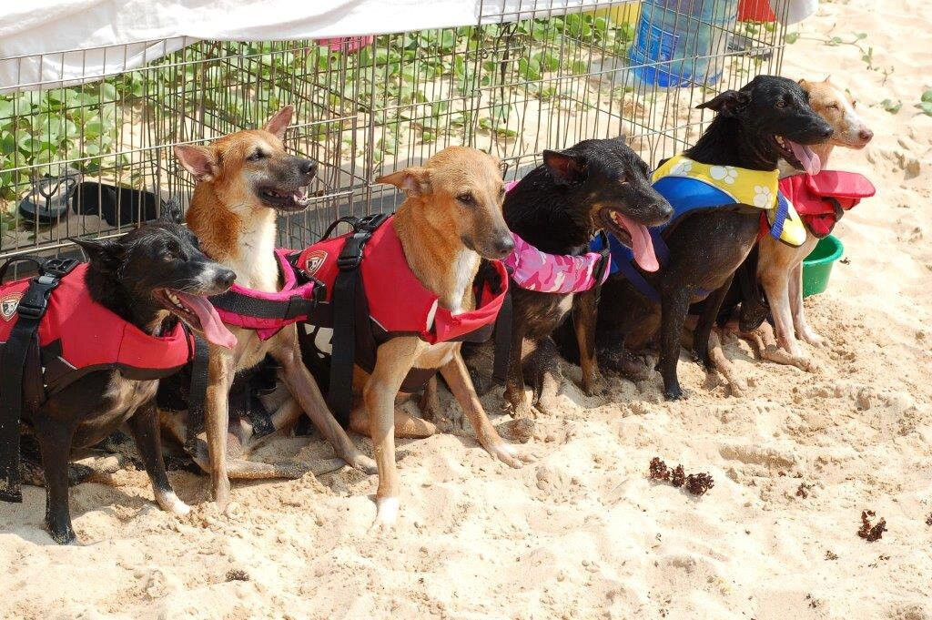 Animal SOS Sri Lanka-阿杭玛必去景点