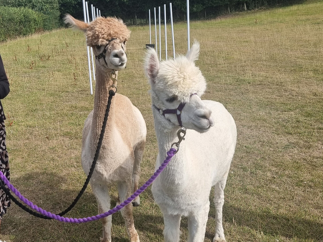 Me2you Burley Alpacas-Burley必去景点