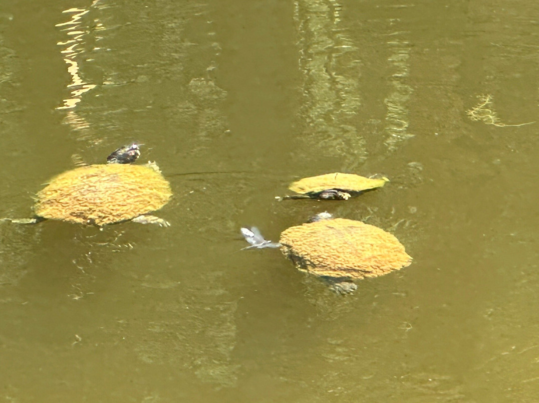 South Carolina Botanical Gardens-克莱姆森必去景点