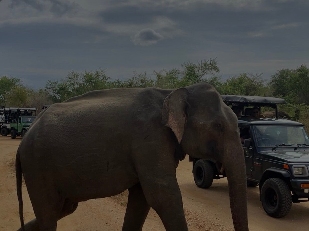 Udawalawe Safari Kingdom-乌达瓦拉瓦必去景点