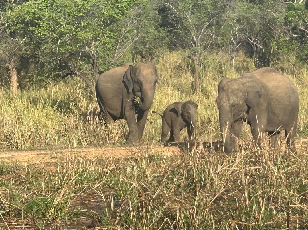 Wasgamuwa National Park-波隆纳鲁瓦必去景点