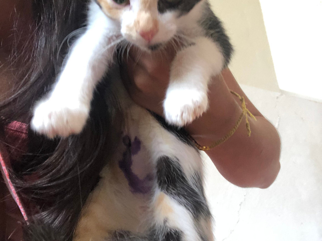 Wet Noses Rescue-Corral del Risco必去景点