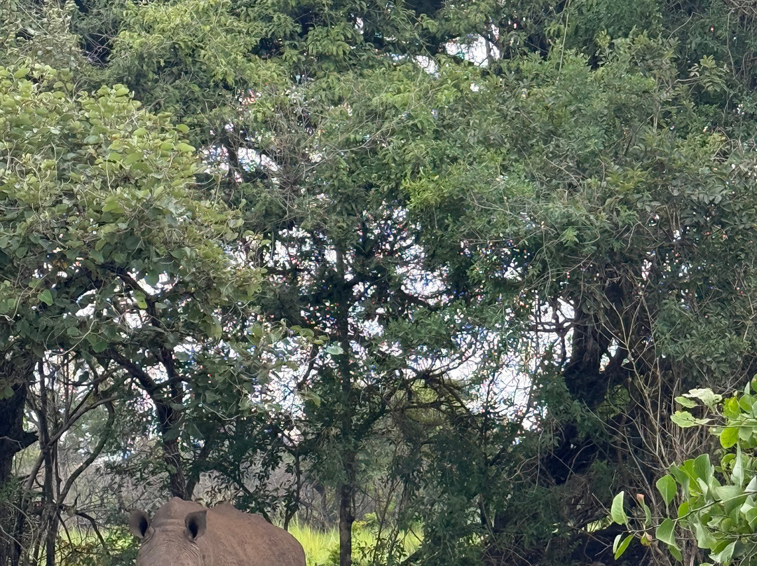 Kafu Safaris-坎帕拉必去景点