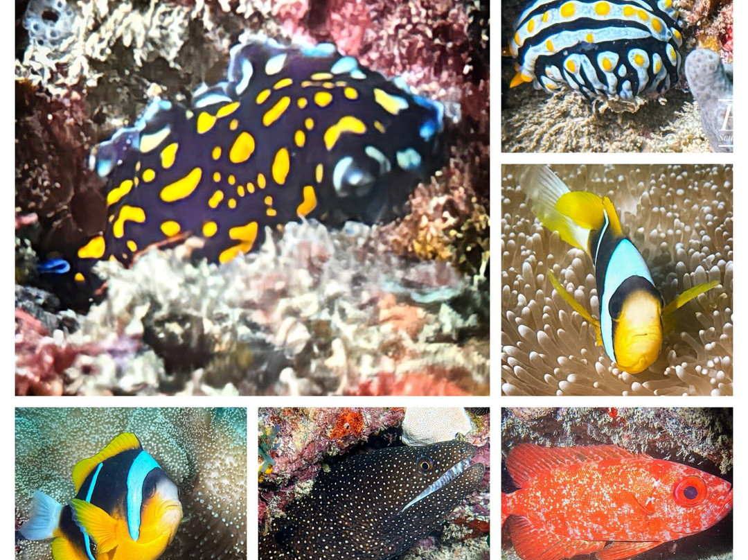 Scuba Duka-迪亚尼必去景点