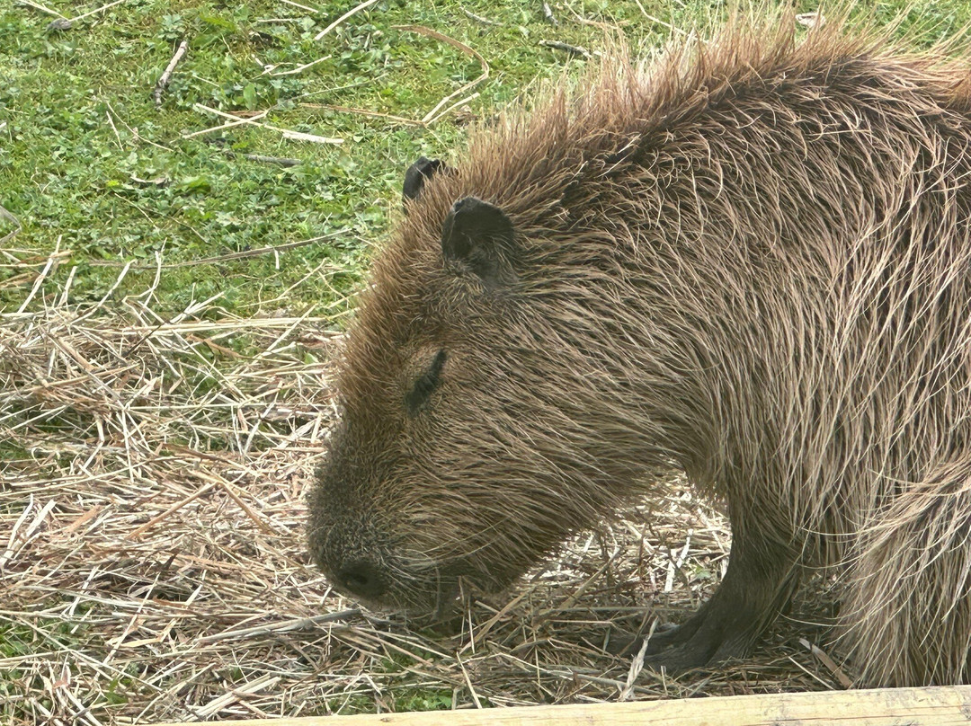 Pangea Park-Bjaeverskov必去景点