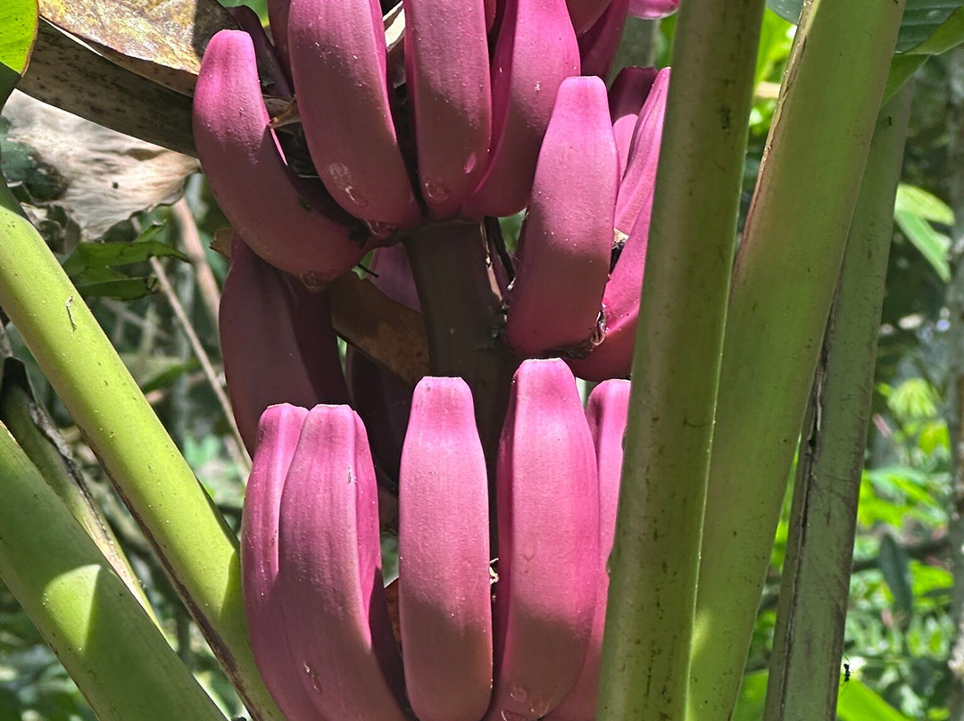 Bali Fascination Tour-Batubulan必去景点