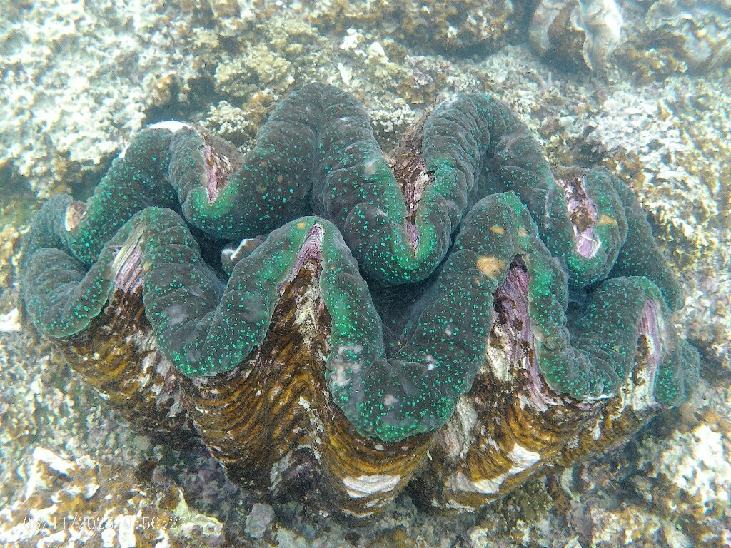 Giant Clam Sanctuary-Savaia必去景点