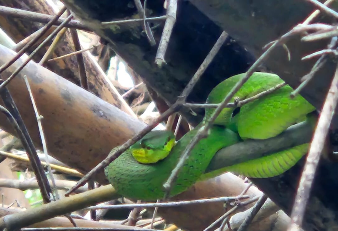 Goa Batu Cermin-Labuan Bajo必去景点