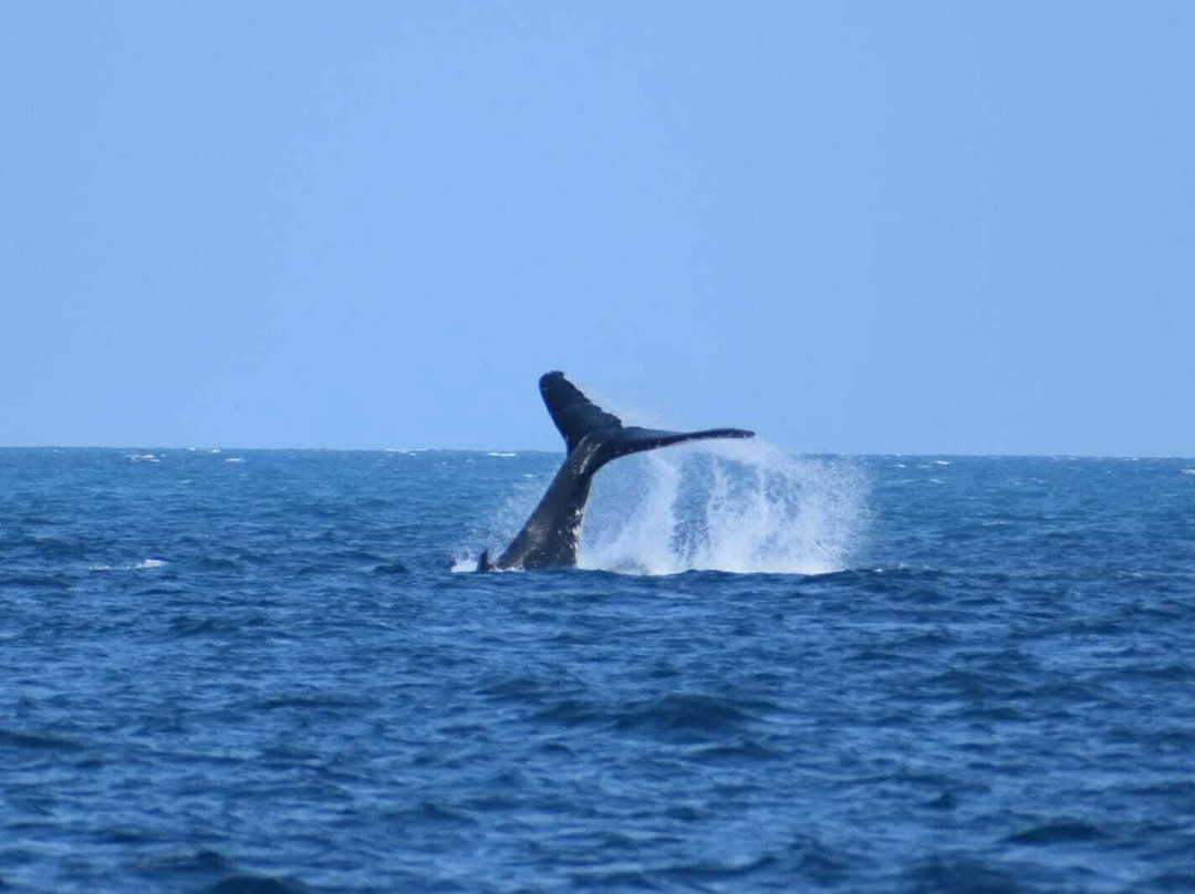 Abaca Croisieres-努美阿必去景点