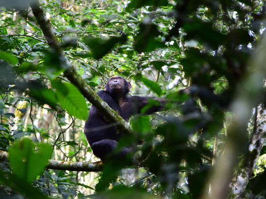Galactic Safaris-卡巴莱必去景点