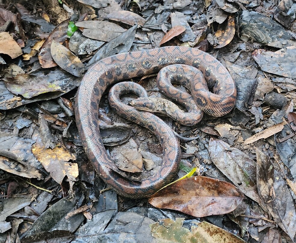 Amazon Golden Snake-伊基托斯必去景点