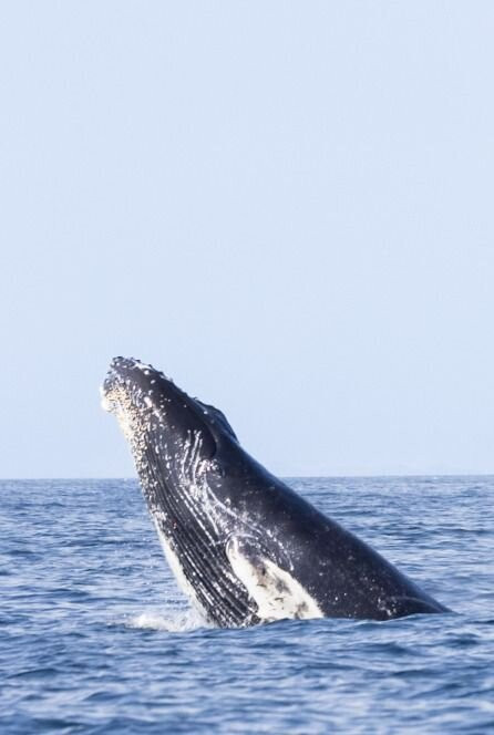Discovery Sea Adventures-Bonavista必去景点