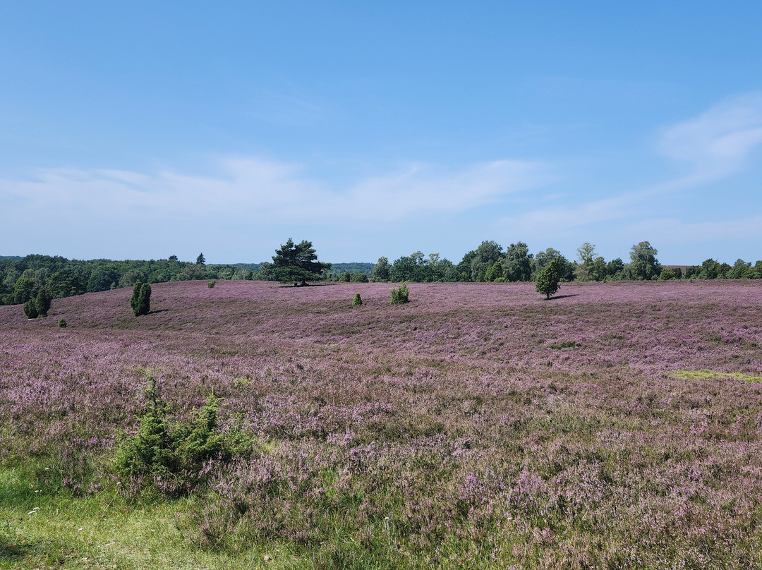 Gastehaus Sudheide主图