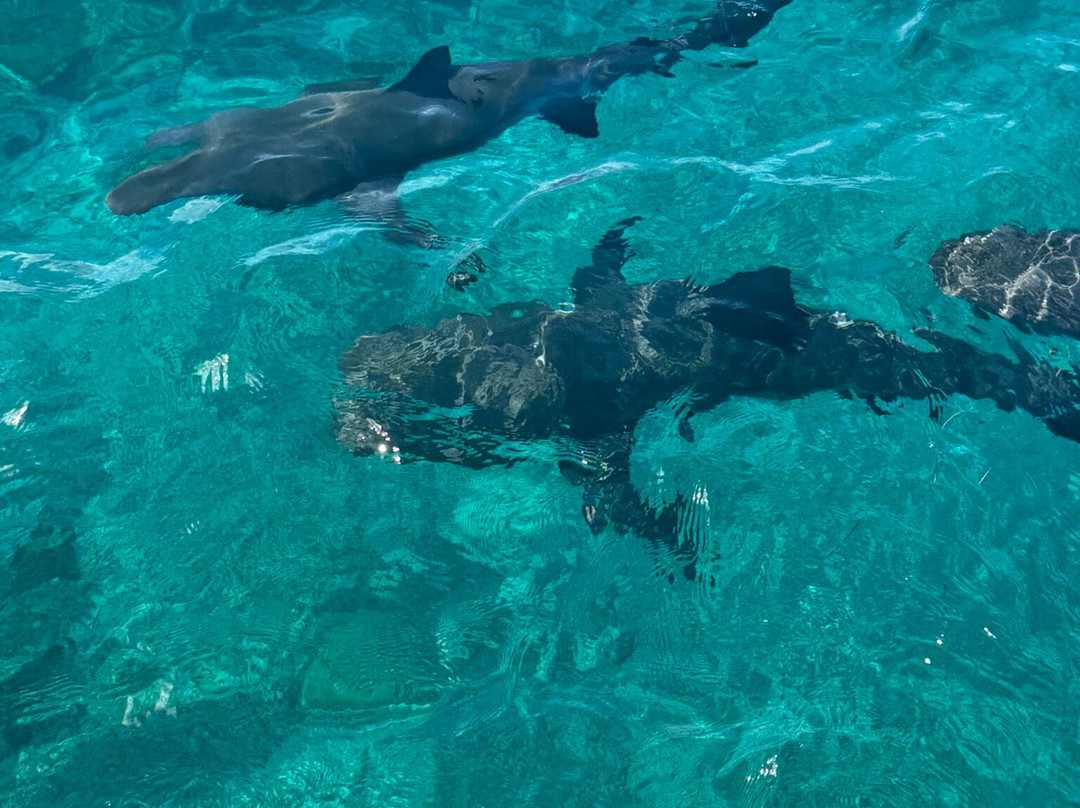 Bimini Blue Adventures-Bailey Town必去景点