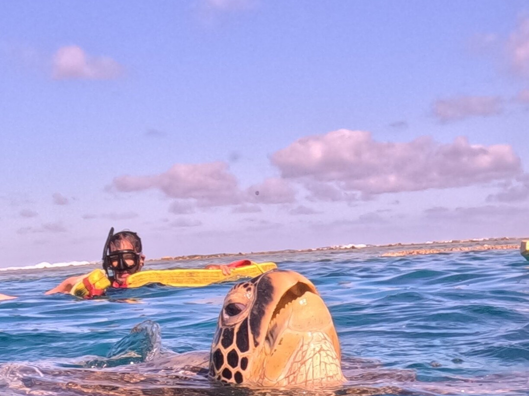 Go Local Cook Islands-堤堤卡维加必去景点