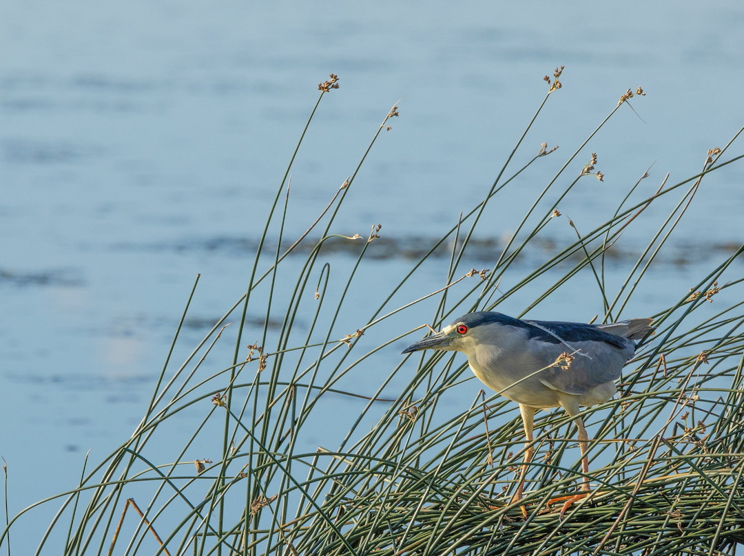 Benton Lake National Wildlife Refuge-大瀑布市必去景点