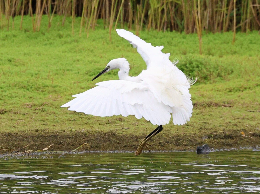 RSBP Dearne Valley - Old Moor-Wombwell必去景点