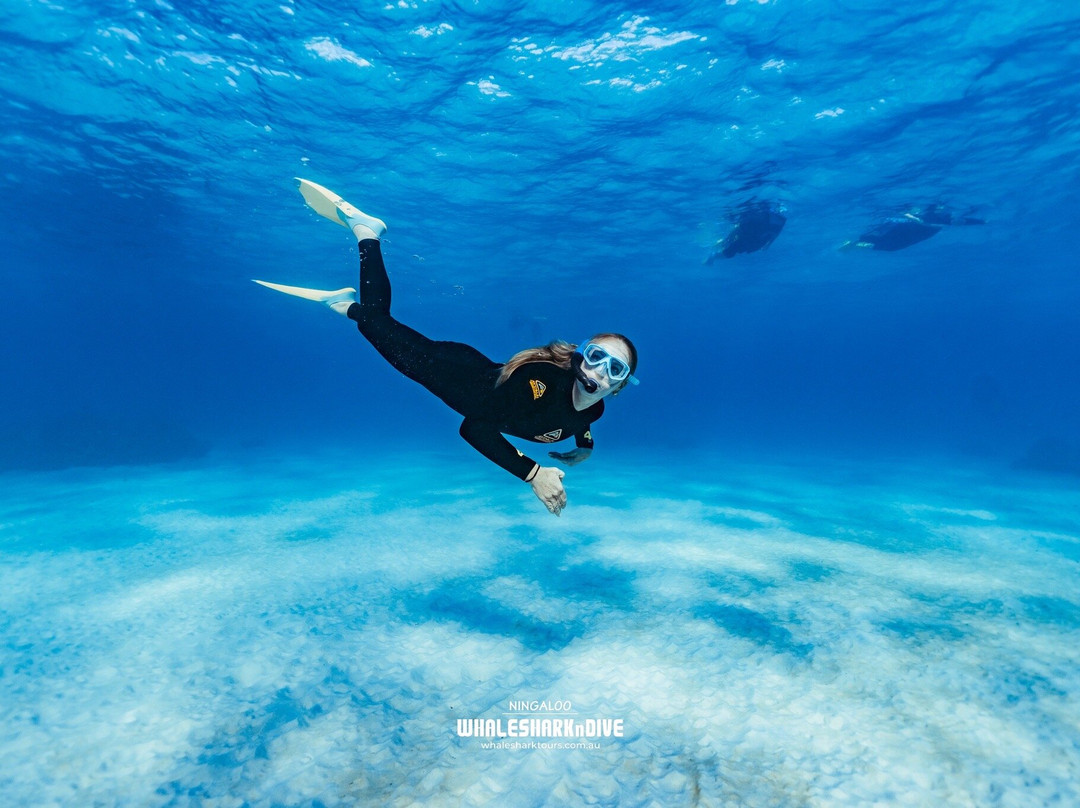Ningaloo Whaleshark n Dive-埃克斯茅斯必去景点