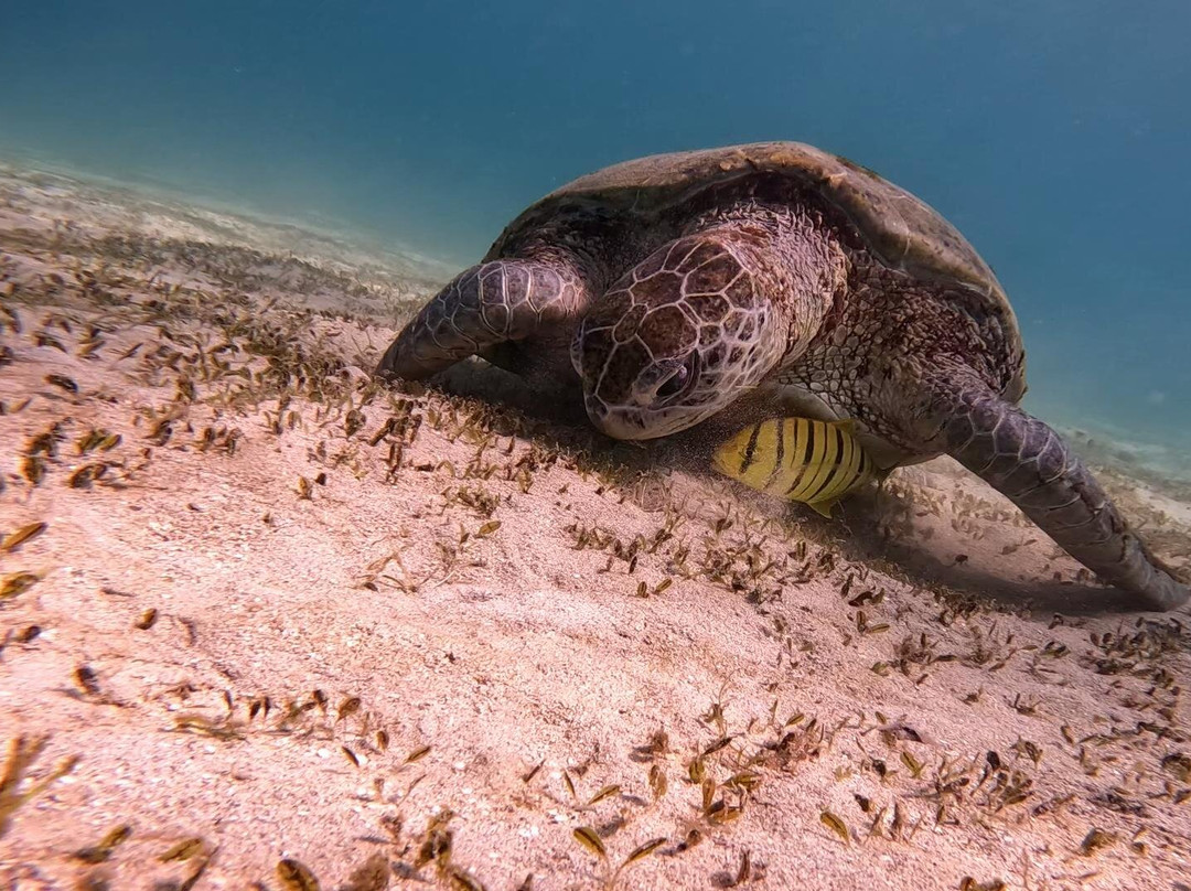 Marsa Mubarak-马萨阿拉姆必去景点