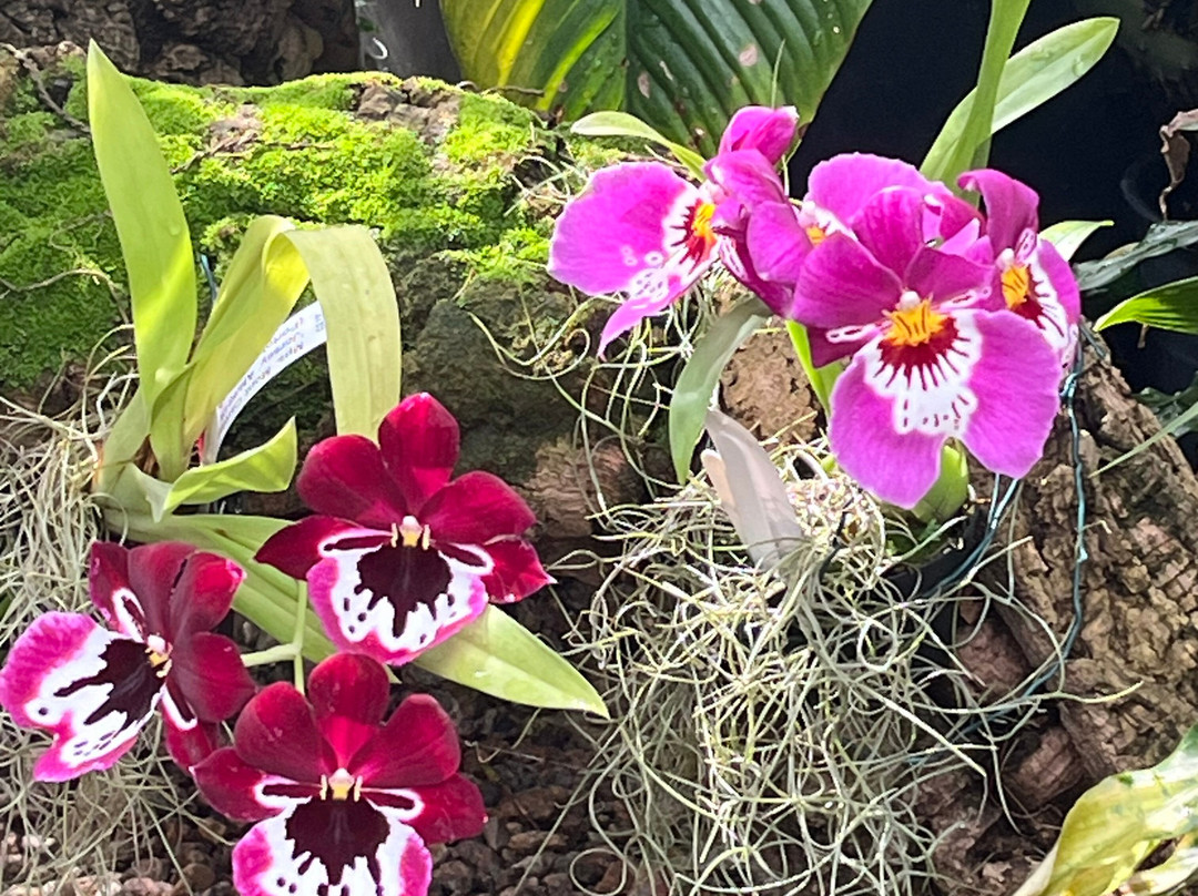 Eric Young Orchid Foundation-Trinity必去景点