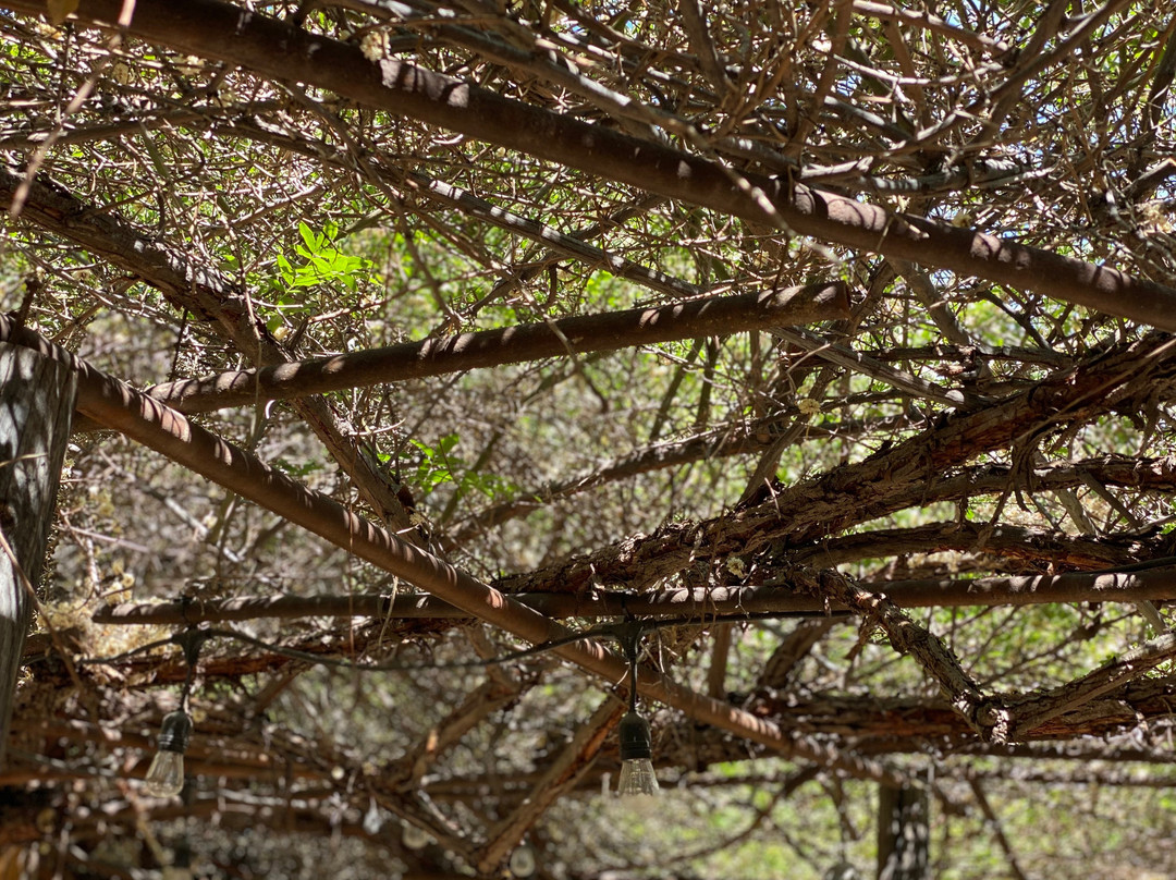Rose Tree Museum-墓碑镇必去景点