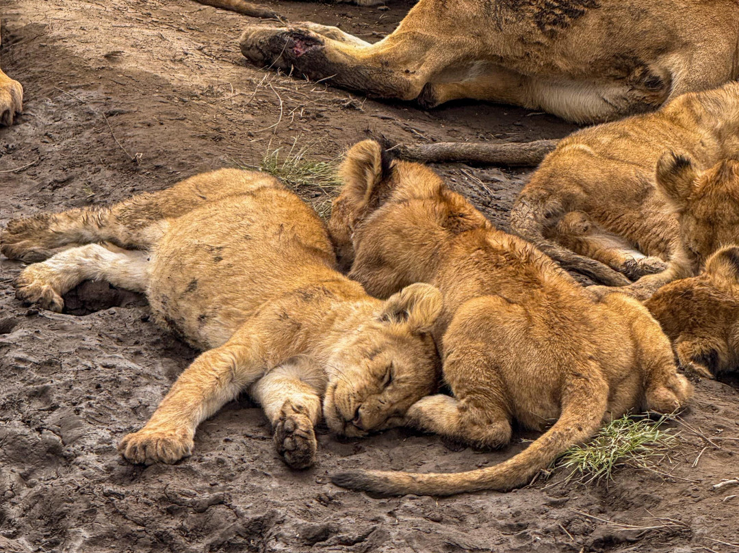 Trip Quest Safaris-阿鲁沙必去景点