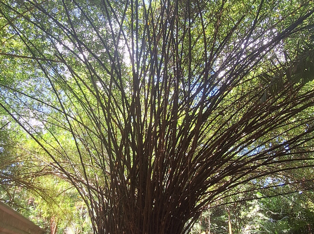 Museu Paraense Emílio Goeldi-贝伦必去景点