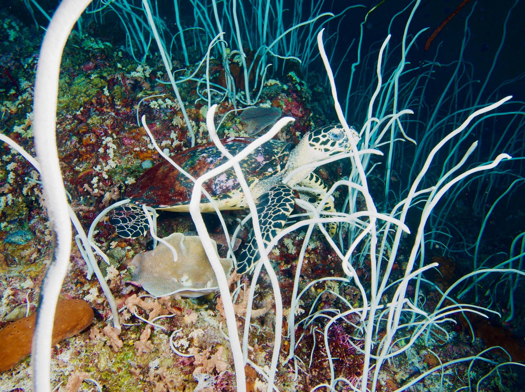 Wallacea Dive Cruises-索龙必去景点