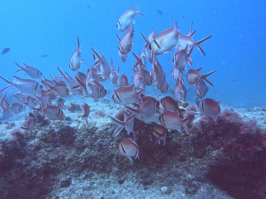 Cabo Verde Diving-Ilha do Sal必去景点