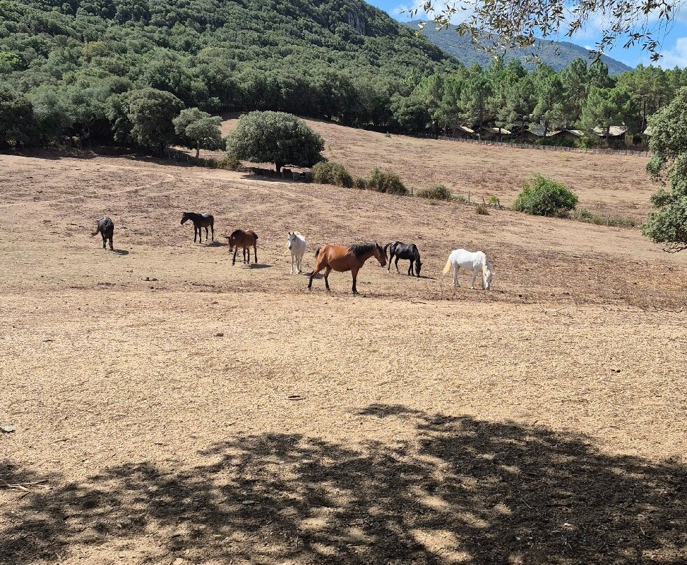 Parc Naturel D'Olva-Sartene必去景点