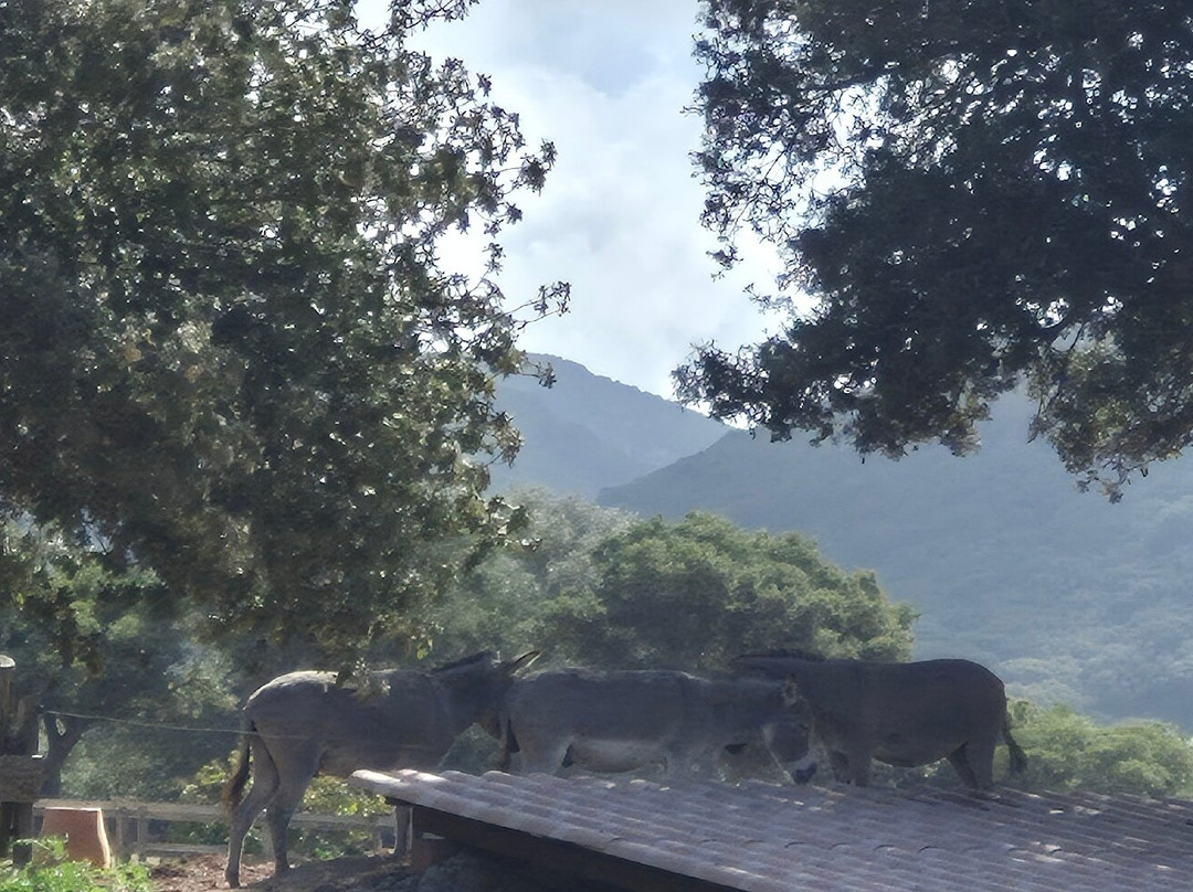 Parc Naturel D'Olva-Sartene必去景点