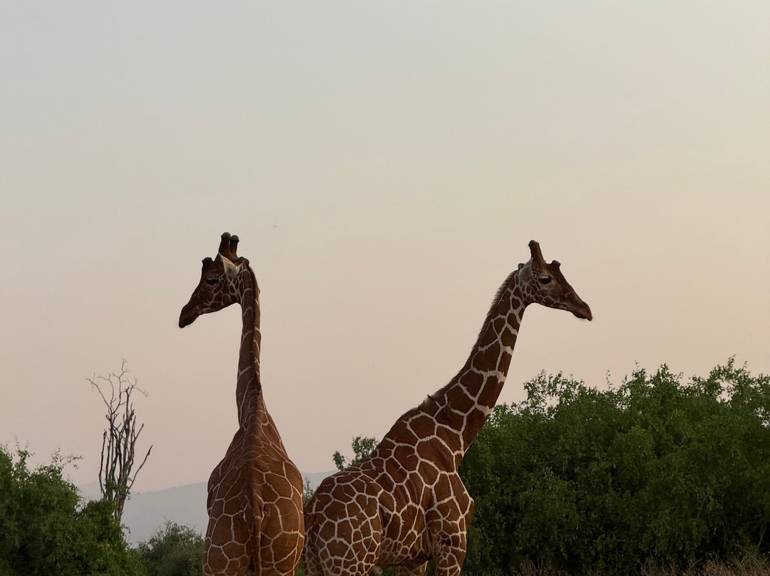 Nature Insight Safaris-内罗毕必去景点