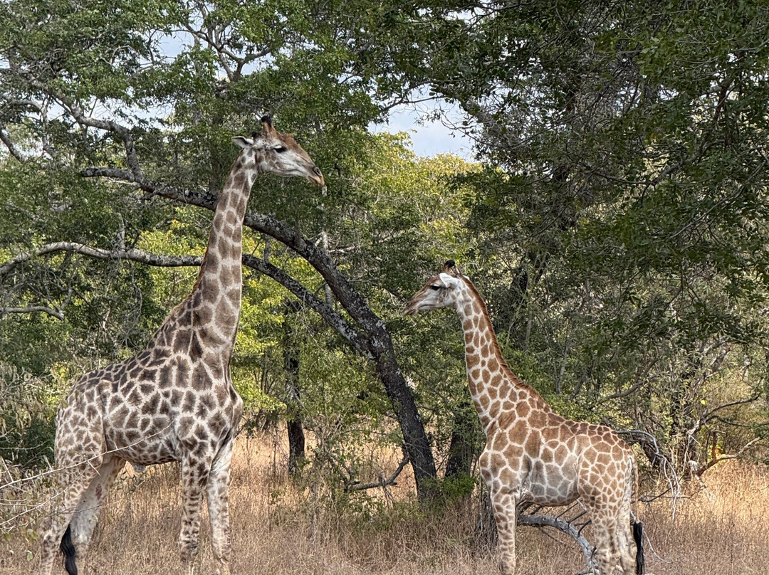 Murenje Eco Safaris-West Nicholson必去景点