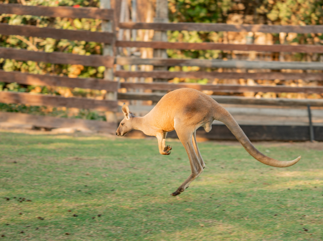 Gan Garoo Zoo-Nir David必去景点