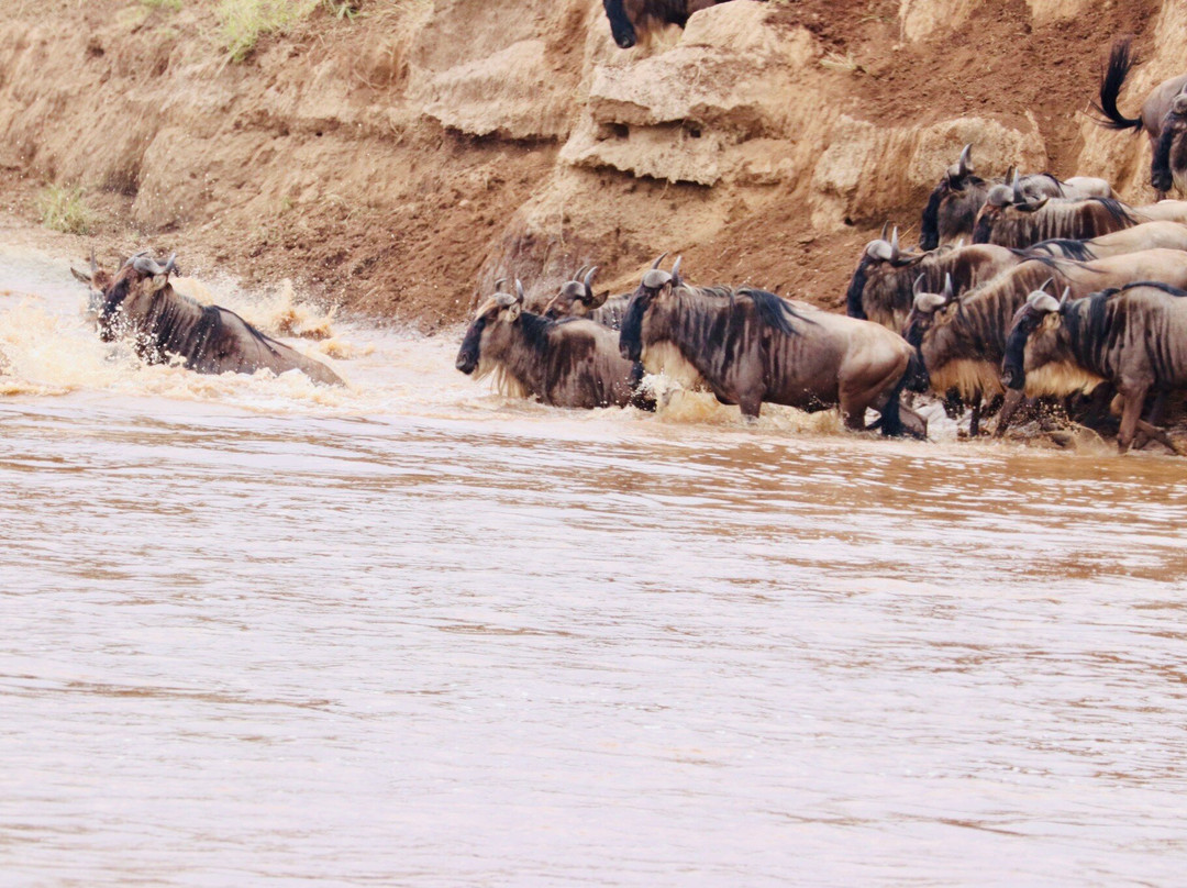 Mara River-塞伦盖蒂国家公园必去景点