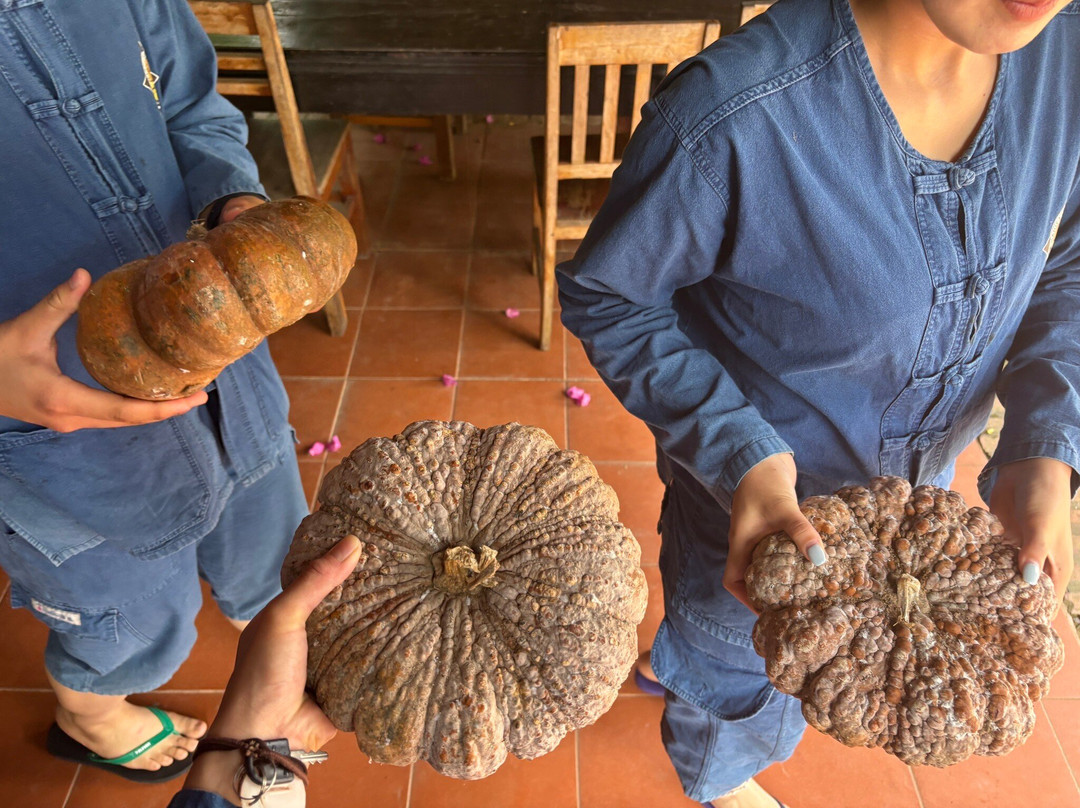 Manifa Elephant Camp-Sang Ha必去景点