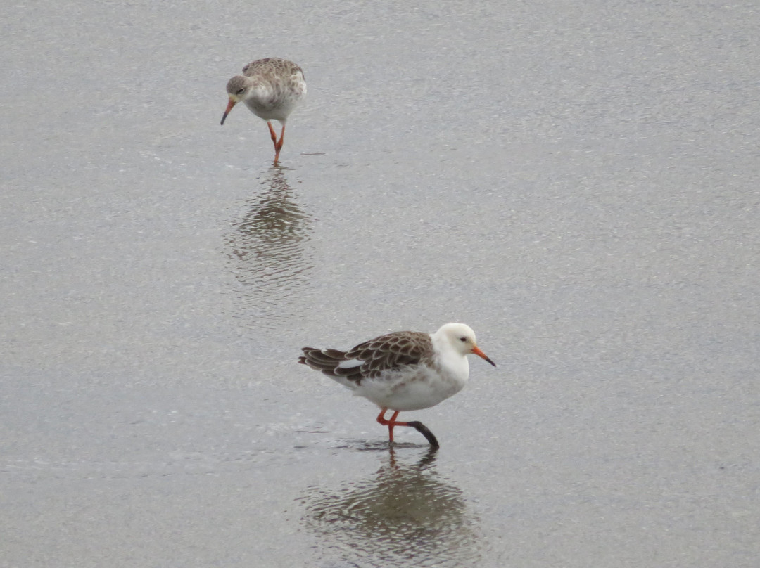 RSPB Titchwell Marsh-Titchwell必去景点