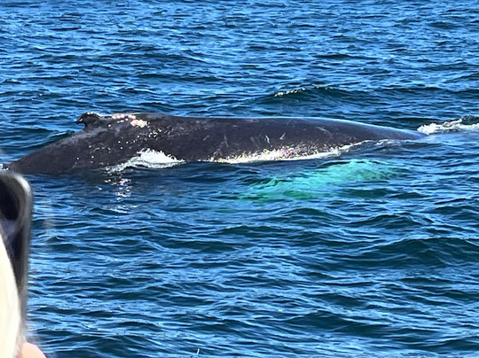 Captain John Boats-普利茅斯必去景点