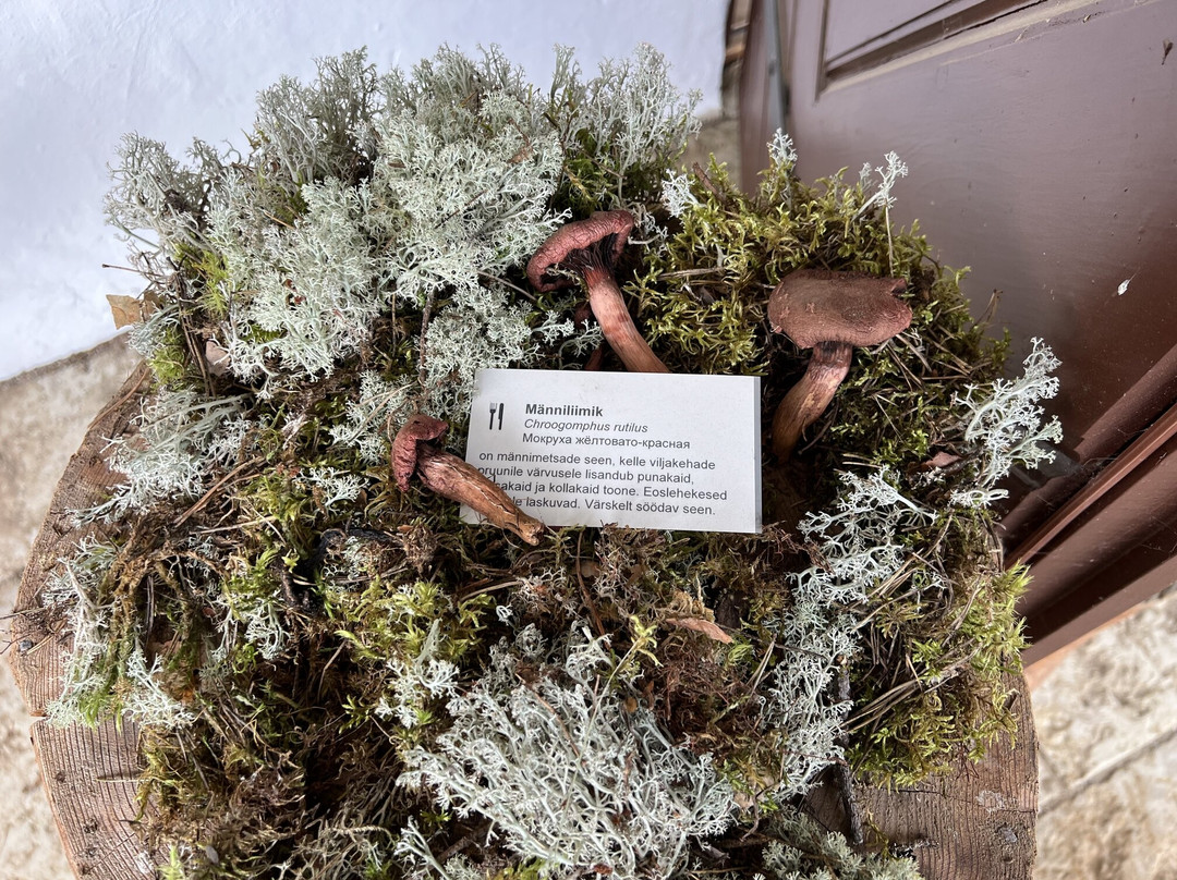 Sagadi Forest Museum-Sagadi必去景点