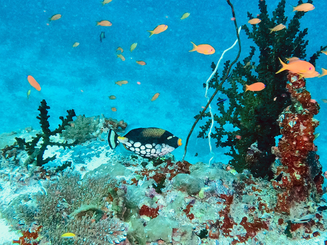 DivePoint Meedhupparu-蜜杜帕卢岛必去景点